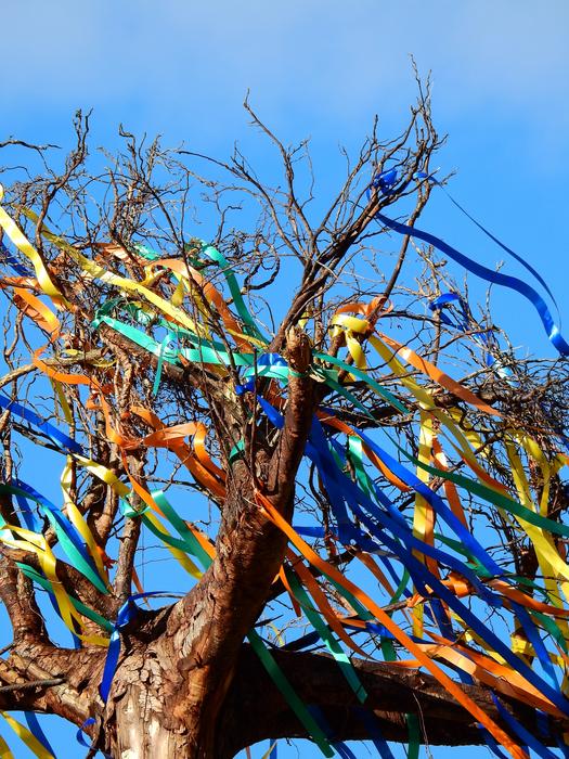 Branches Tree Aesthetic