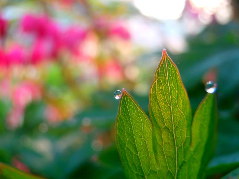 green leaves in a beautiful garden