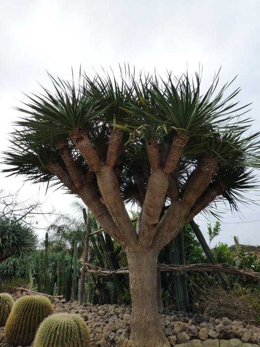 a tall beautiful palm tree with a thick pillar