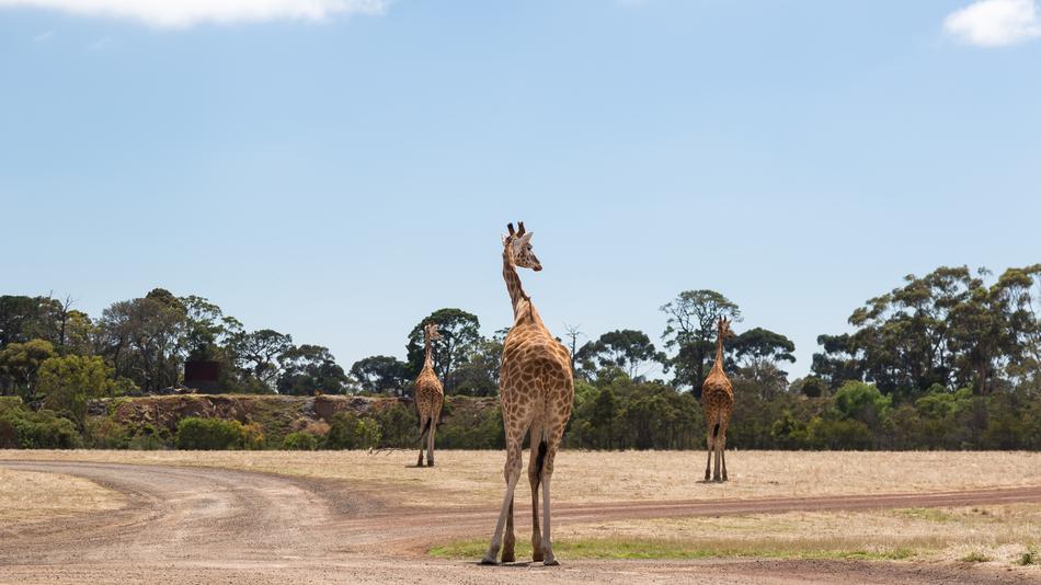 cute giraffes on safari walks