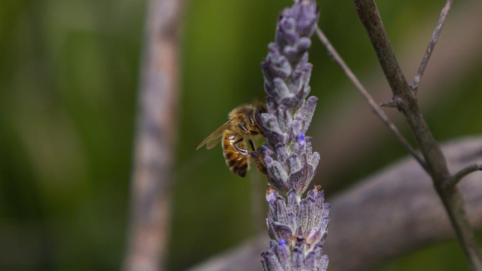 Macro Bee Lavender Melbourne