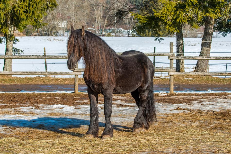 Black Forest Horse Hairdresser