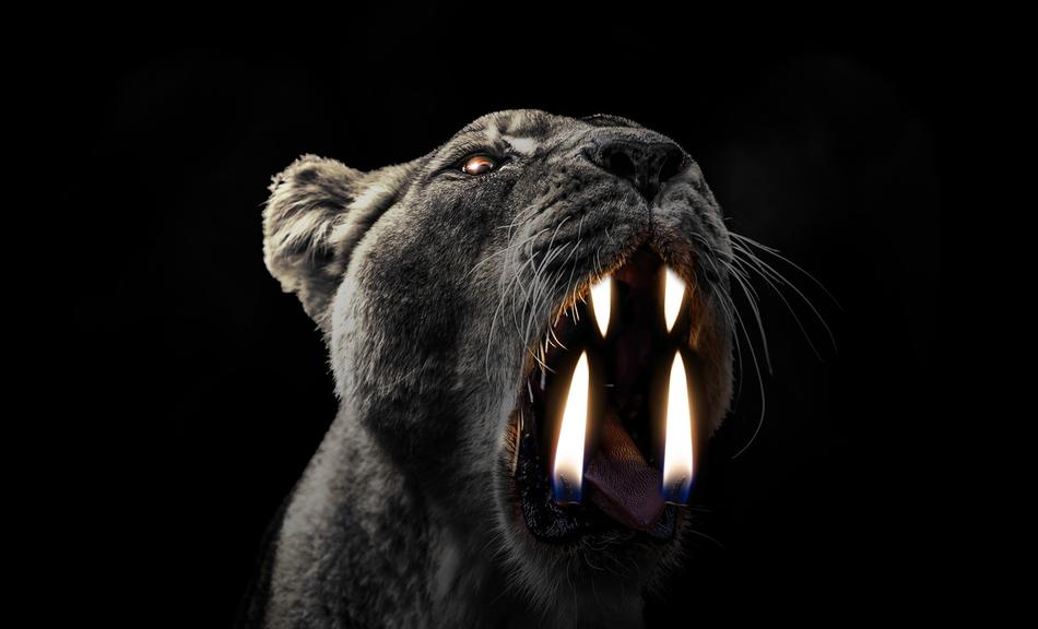 lion wild flame black danger