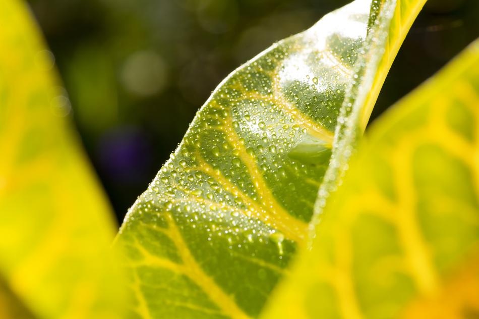 Leaf Macro Photography Tropical