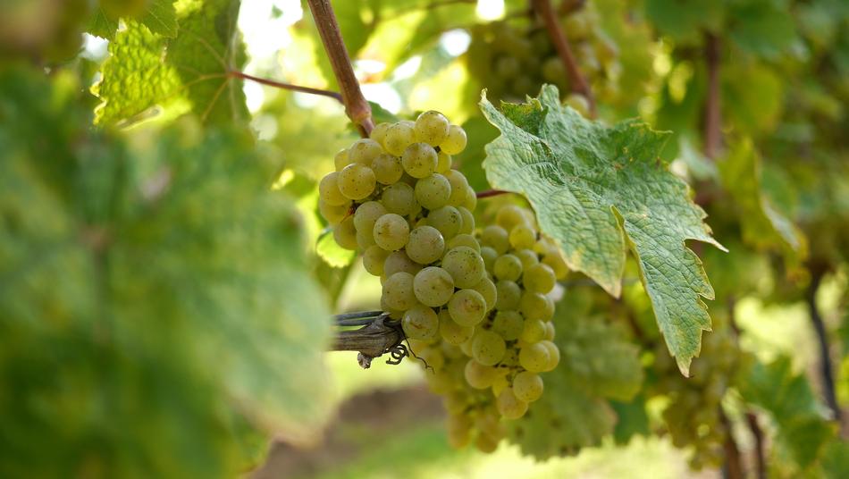 green delicious grapes