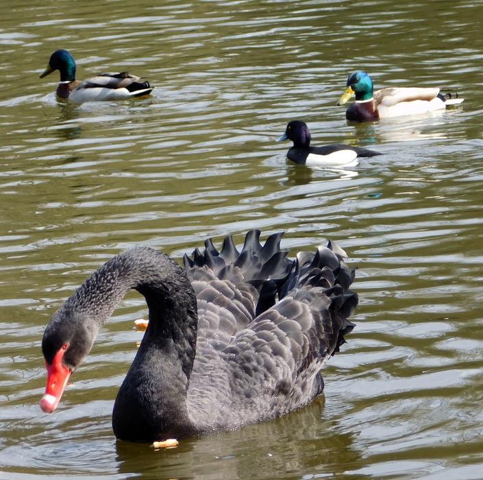 Swan Black Ducks