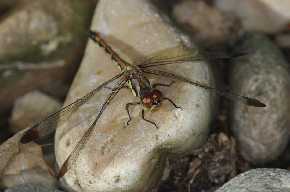 Dragonfly Insects