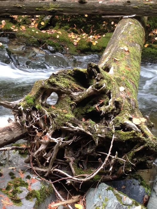 Tree Scenery Stump Fallen