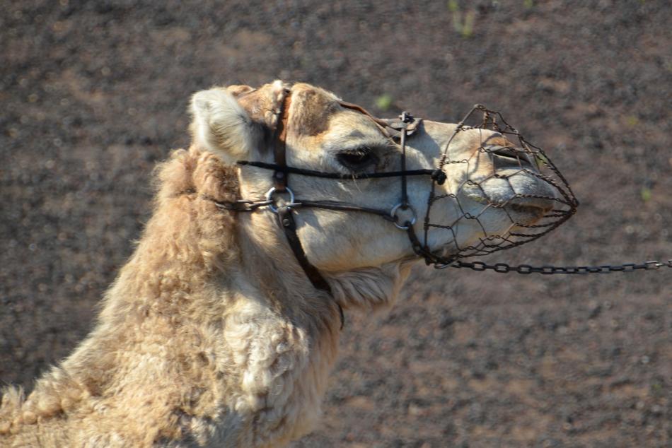 camel with a muzzle in the desert