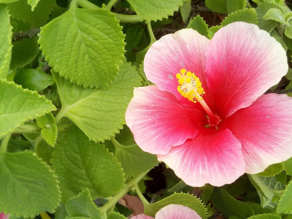 colored flower buds in the garden
