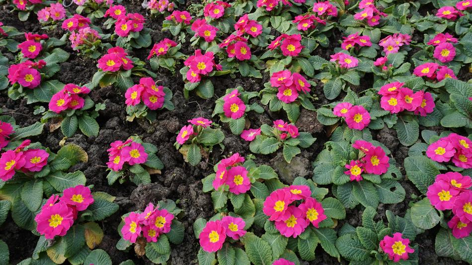 spring fragrant flowers in the garden