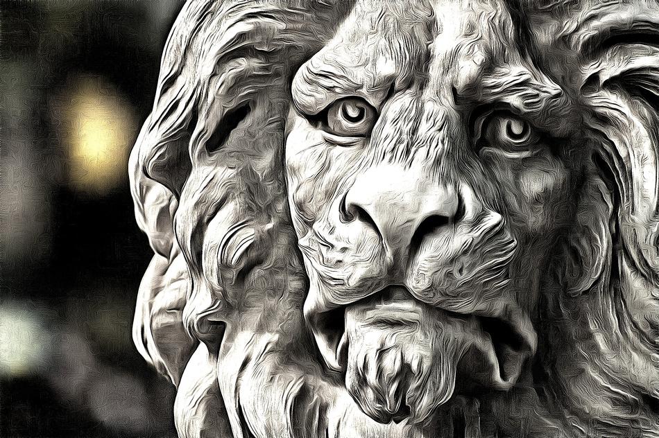 animal tiger safari lion nature