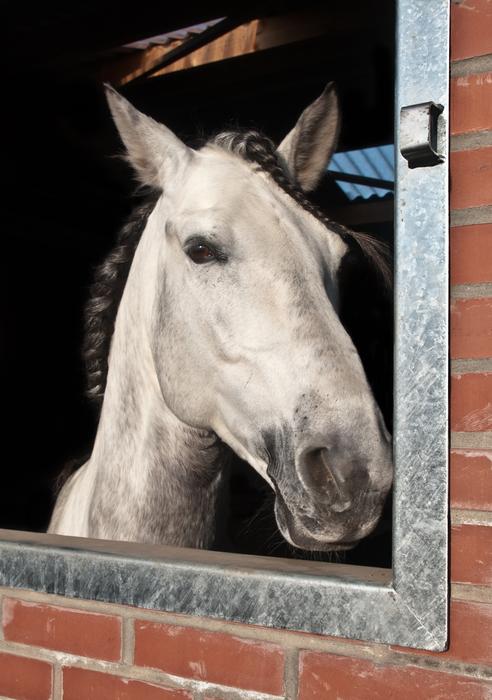 the horse looks out of the window