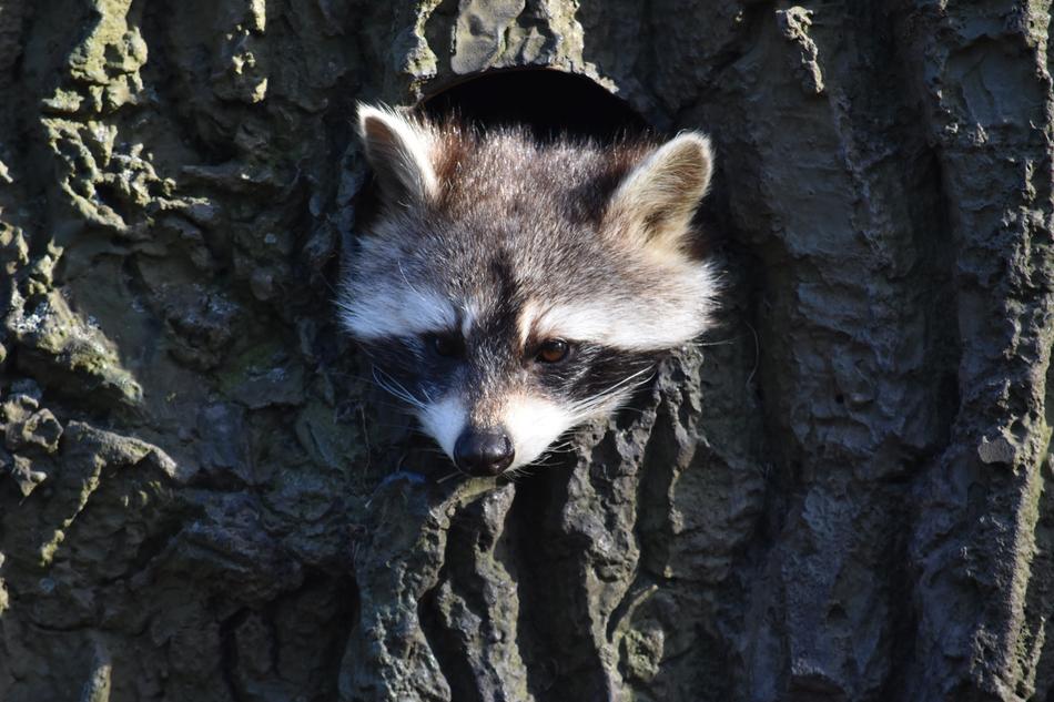 Raccoon Construction Animal World
