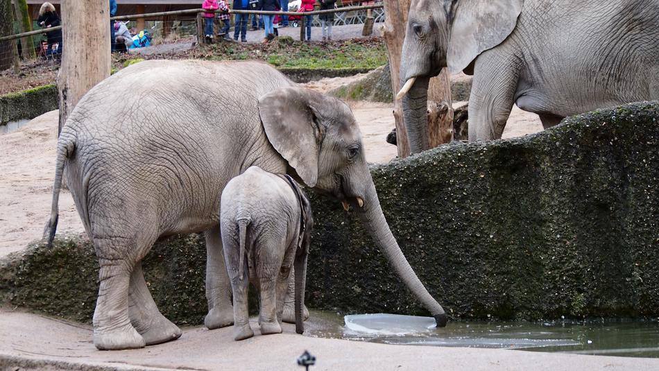 Elephant Zoo Wuppertal