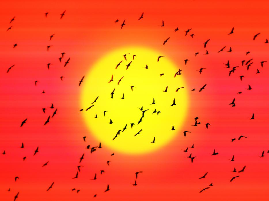 flock of birds in front of the sun