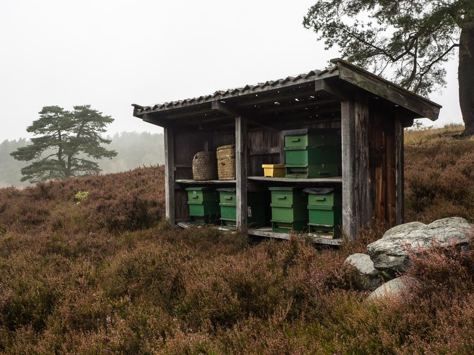 Beehive Heathland Nature Reserve