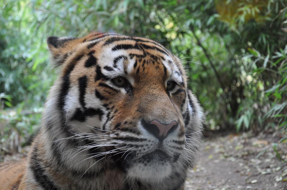 Allwetterzoo Münster Siberian