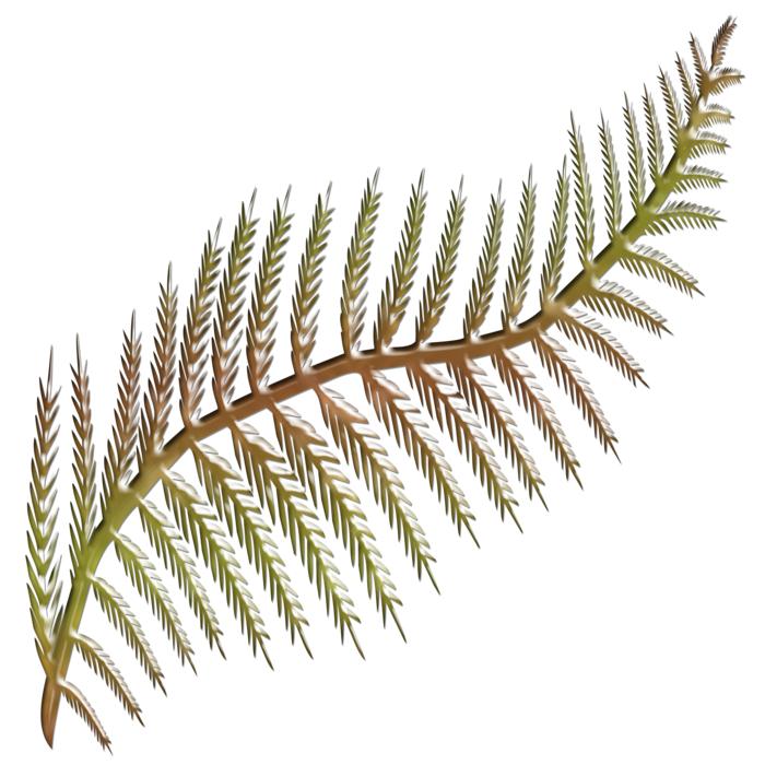 flora fern frond shape stylised