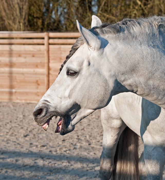 white laughing horse