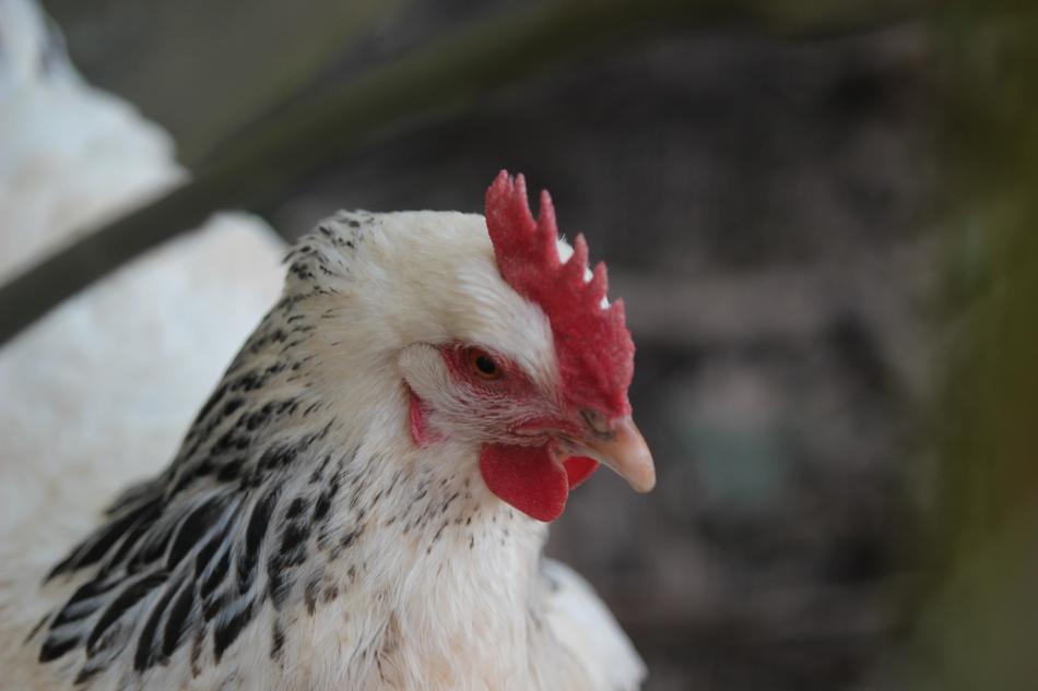 mom is a chicken with a red tuft