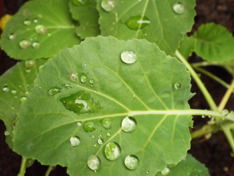 green leaf in water drops