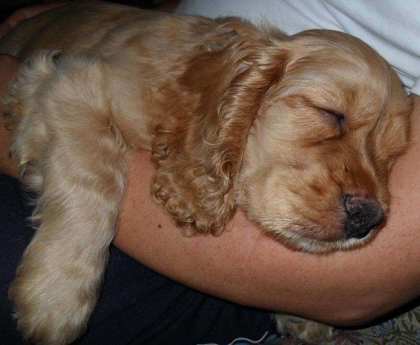 Duke Sweet Dream Laid