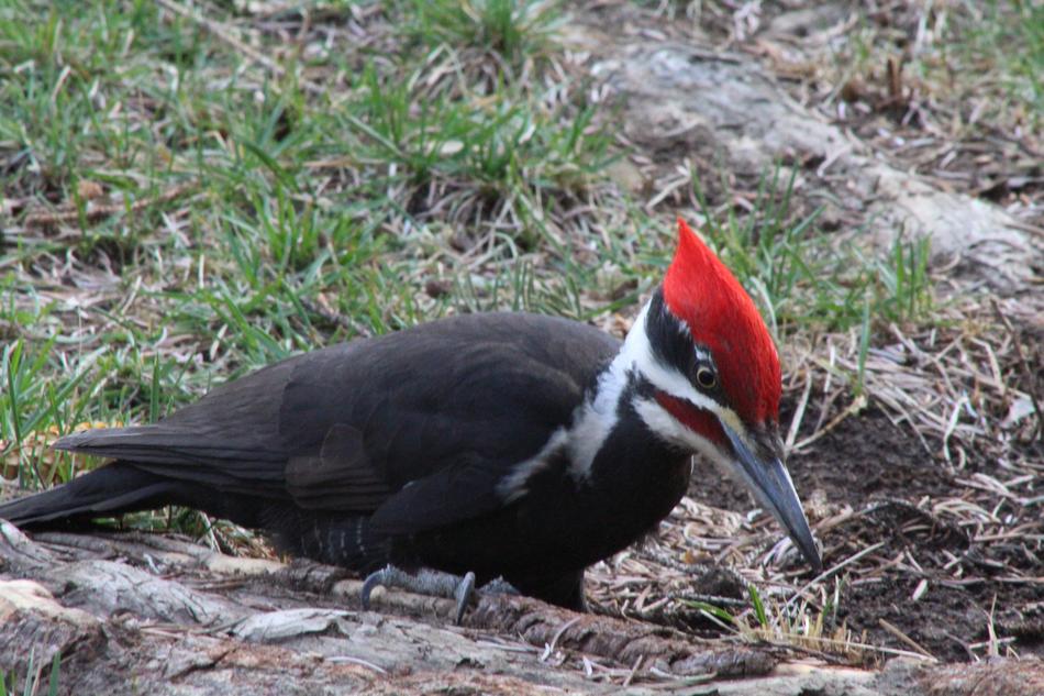 fabulous Woodpecker