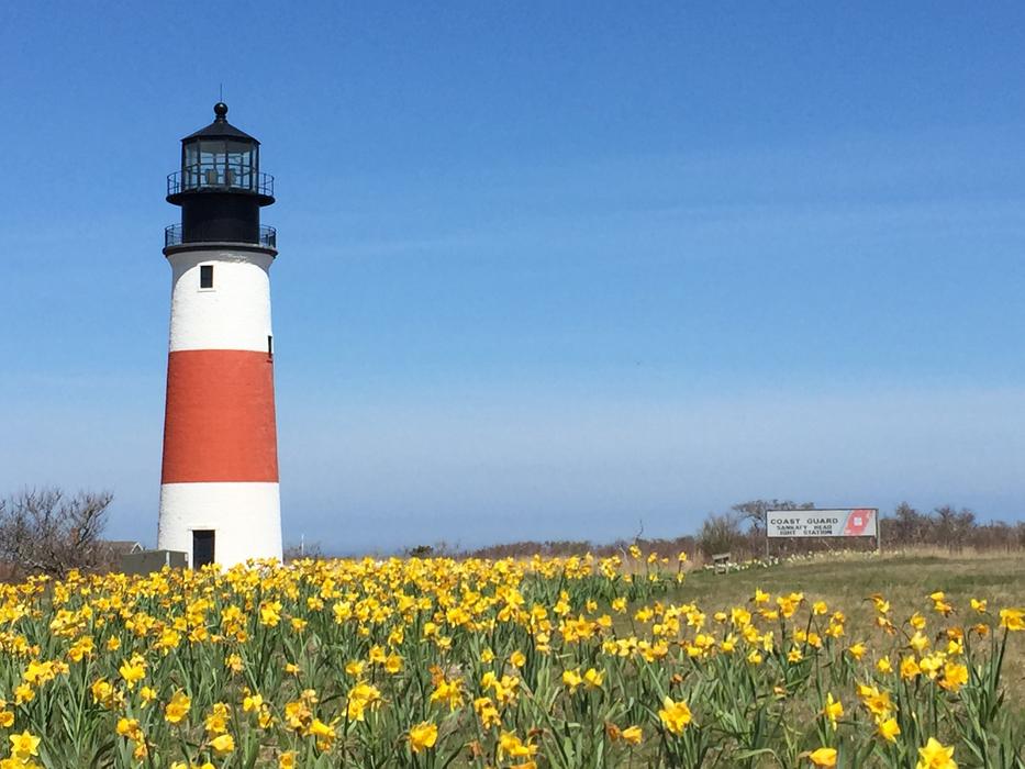 The old lighthouse in the flower field