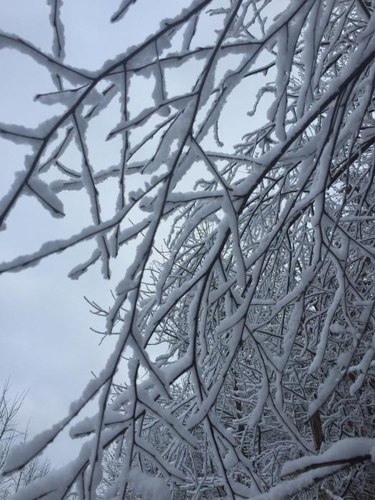 snowy branches in winter