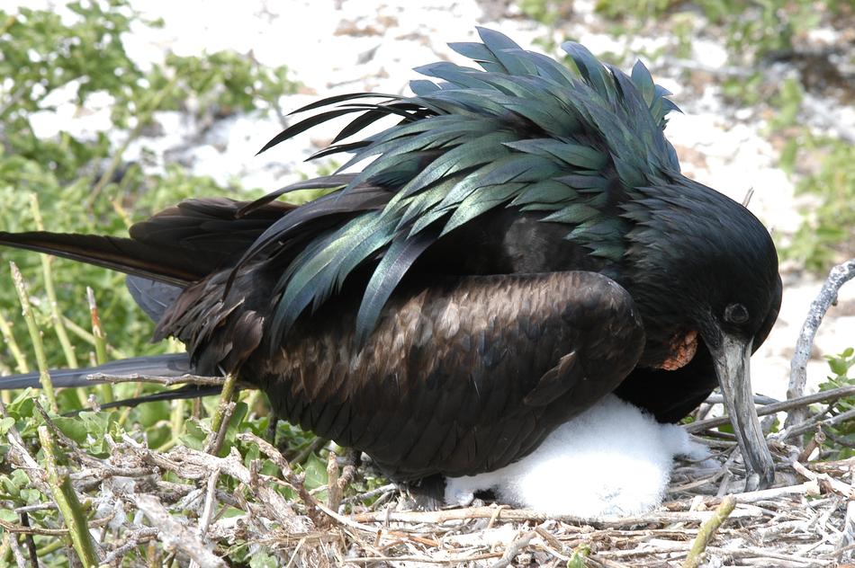 goodly Galapagos Bird in Nest