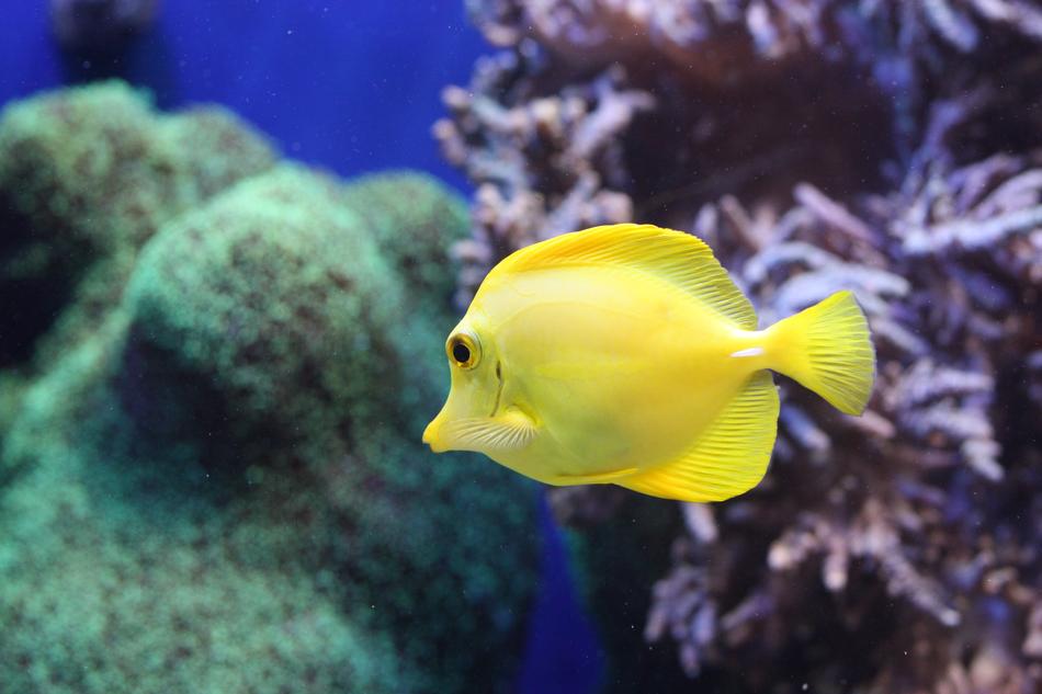 Fish Aquarium Sea Life Coral