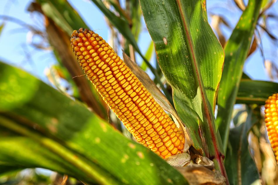 yellow ripe corn in the field