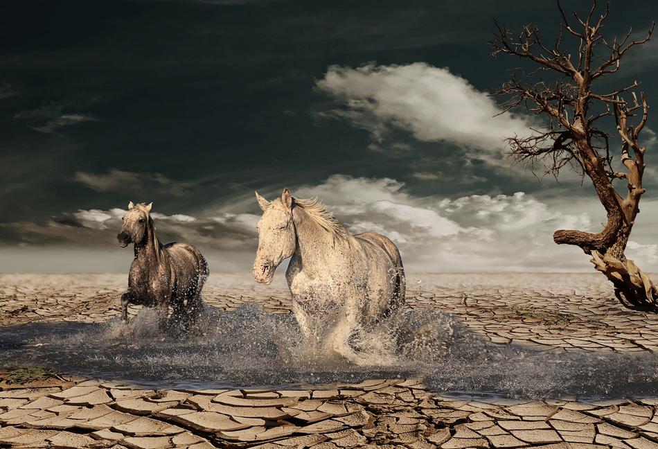 Horse Desert Tree