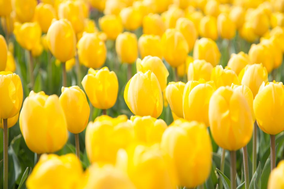 Spring Flowers Tulip