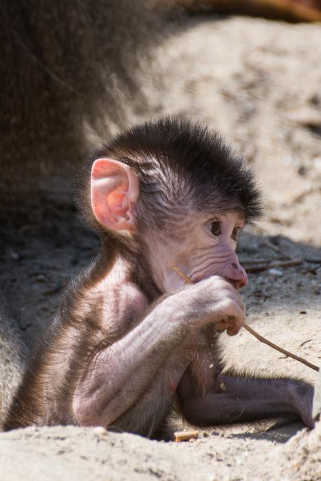 Monkey Young Zoo