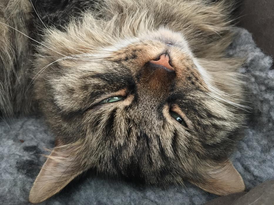 photo of a domestic siberian cat upside down