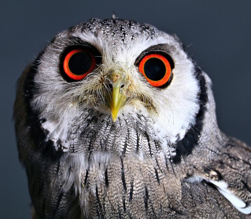 owl with big orange eyes