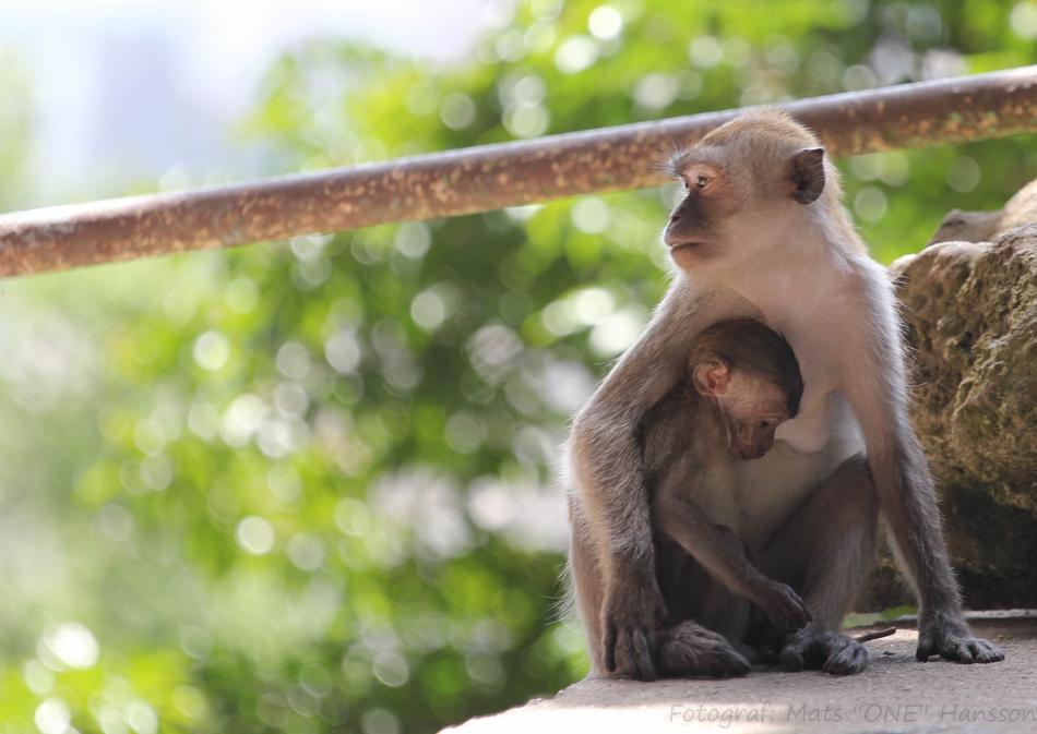 cute monkey with his baby