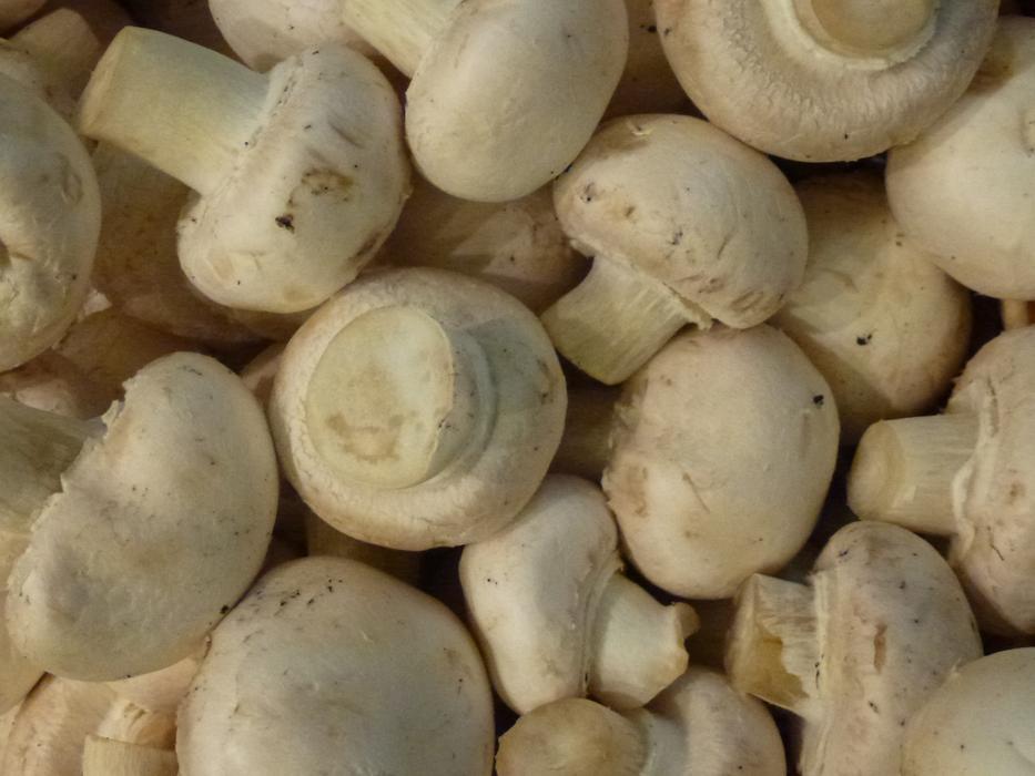 Delicious ripe porcini mushrooms