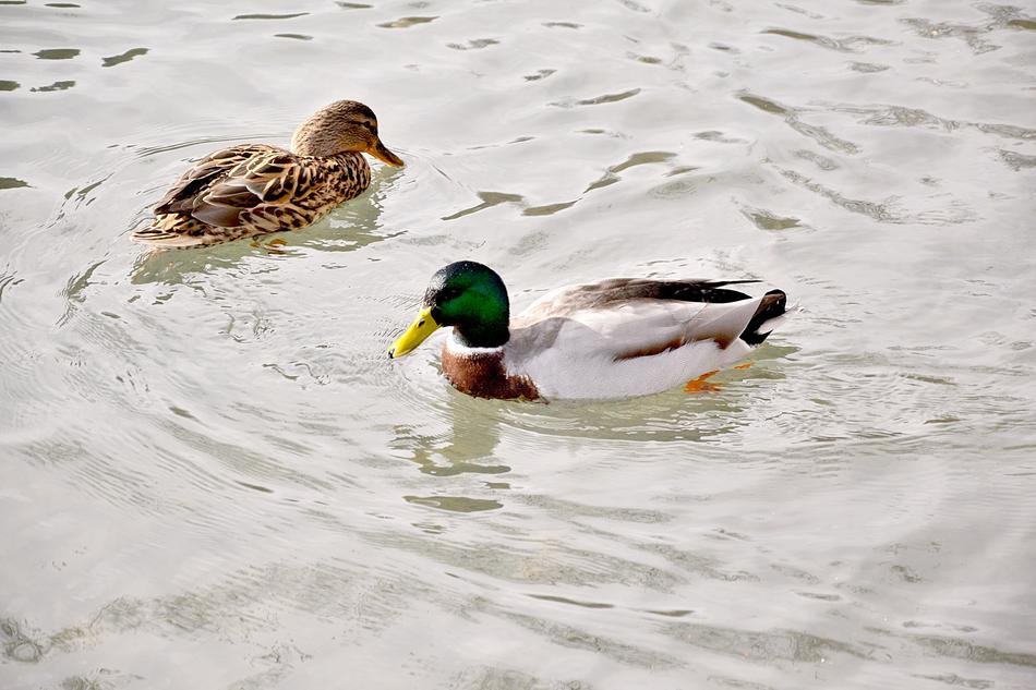 Pair Of Ducks Lovers Pond