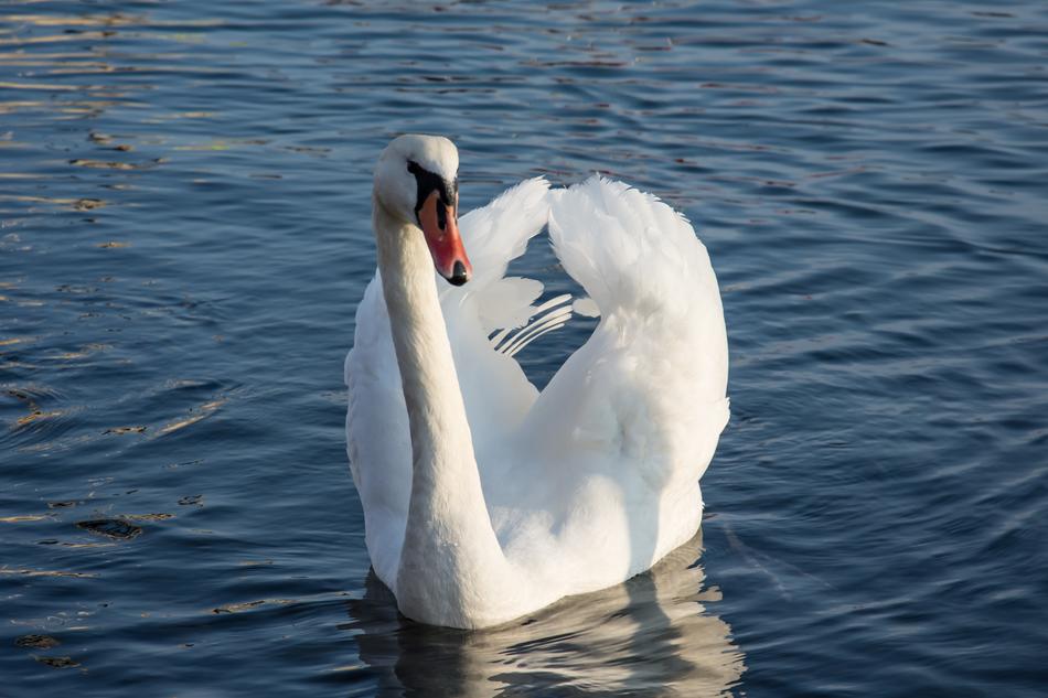 white Swan Sea