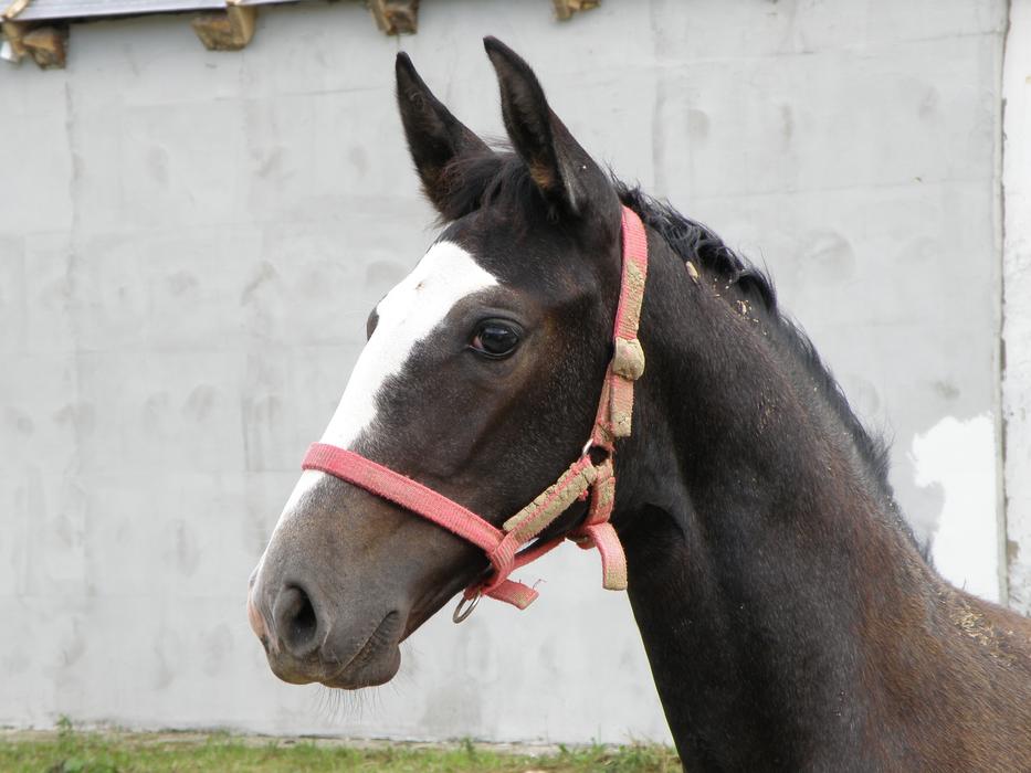 farmer horse in a bridle