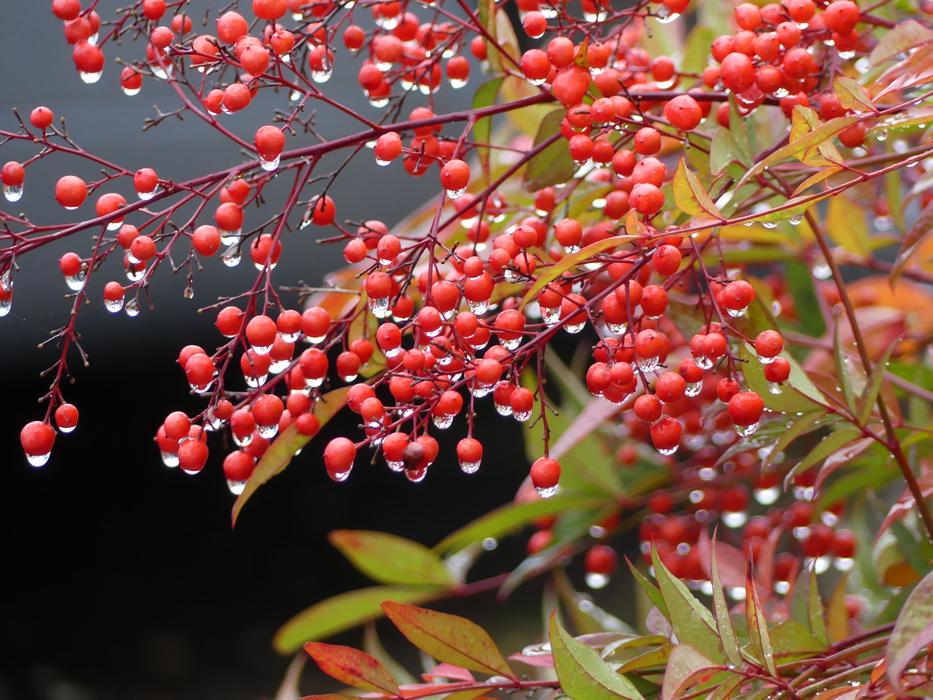 Drop Of Water Rowanberries