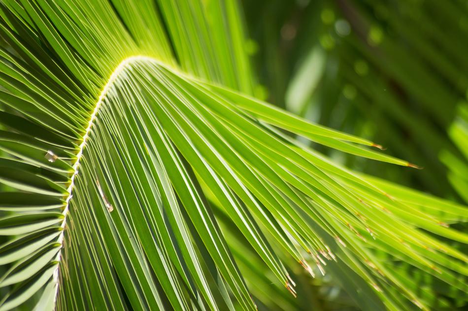 Palm Leaves Leaf