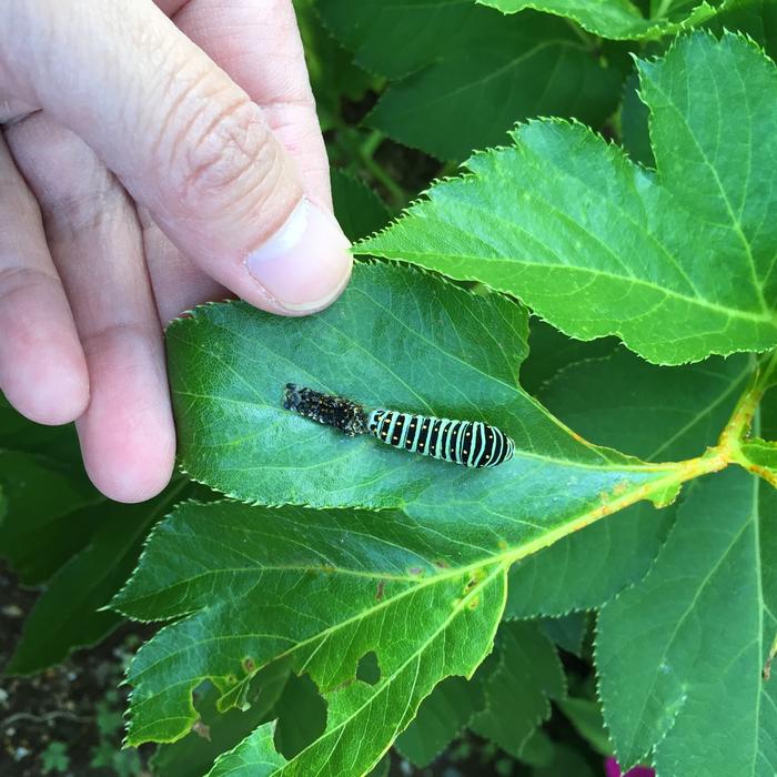 Swallowtail Larva Simasimaaomushi