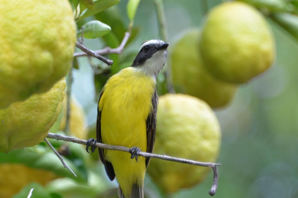 Knew Lemon Tree Farm