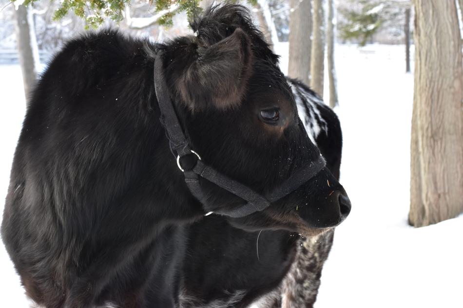 Cow Winter Snow