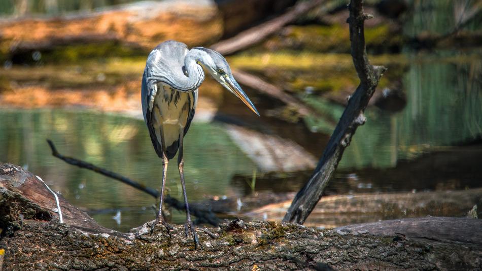 heron by the lake in the forest