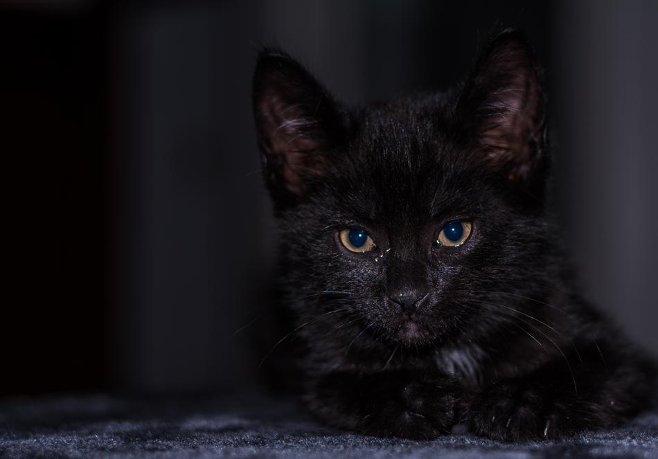 Baby Cat black